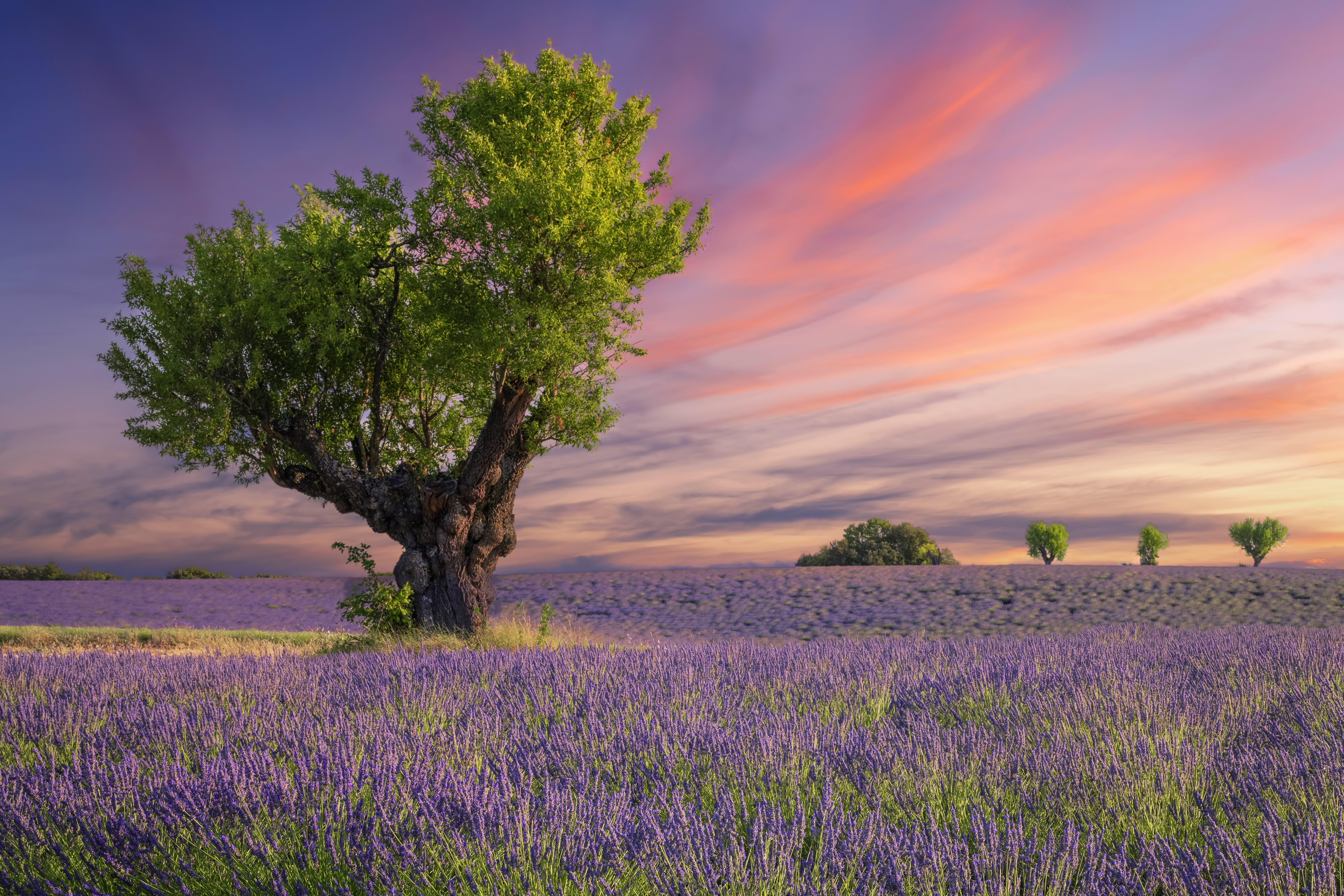 Lavender Fields