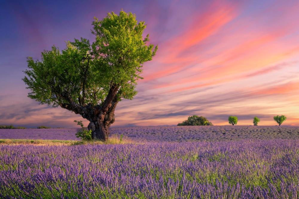 Lavender Field
